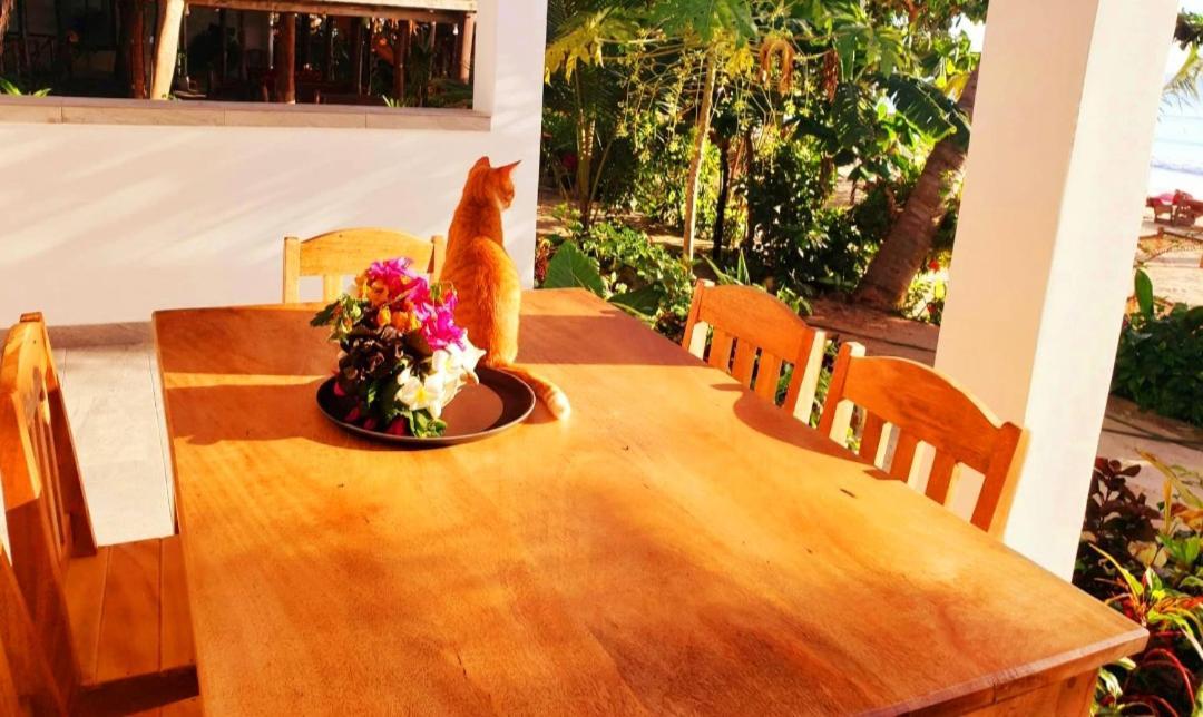 Sipano Beach Lodge Kiwengwa Kiwengwa  Bagian luar foto