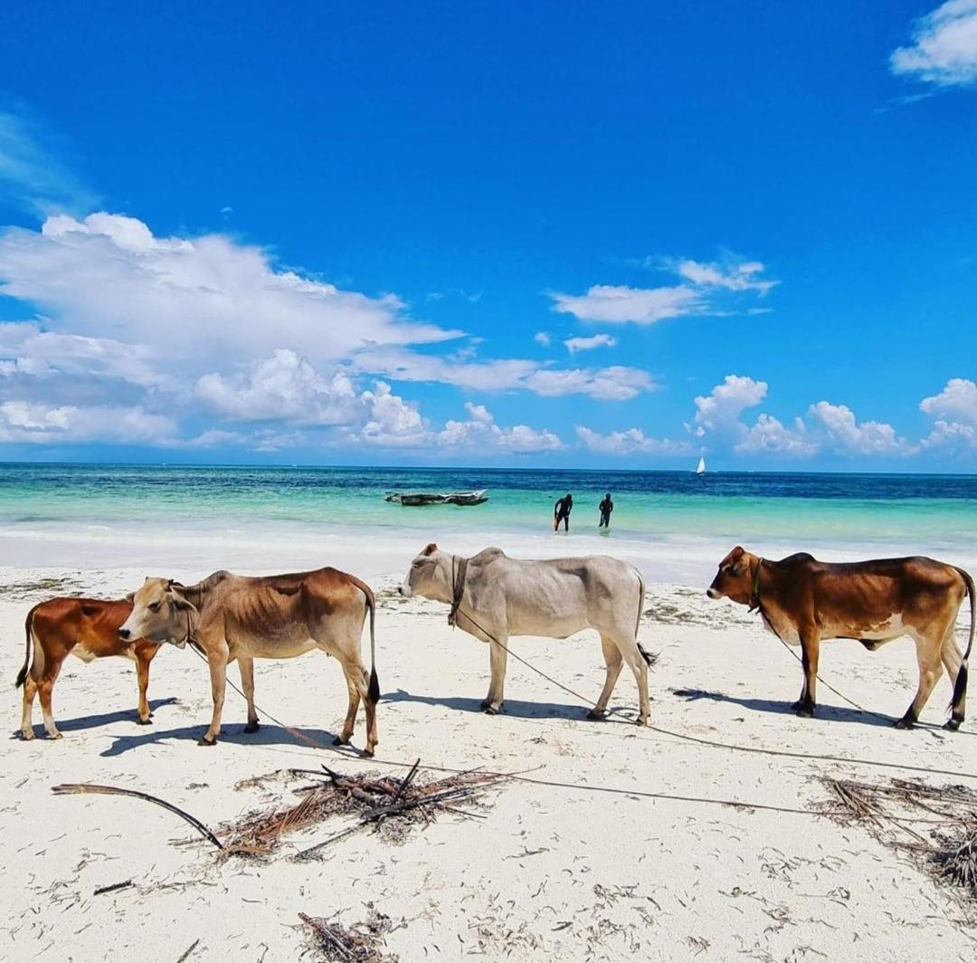 Sipano Beach Lodge Kiwengwa Kiwengwa  Bagian luar foto